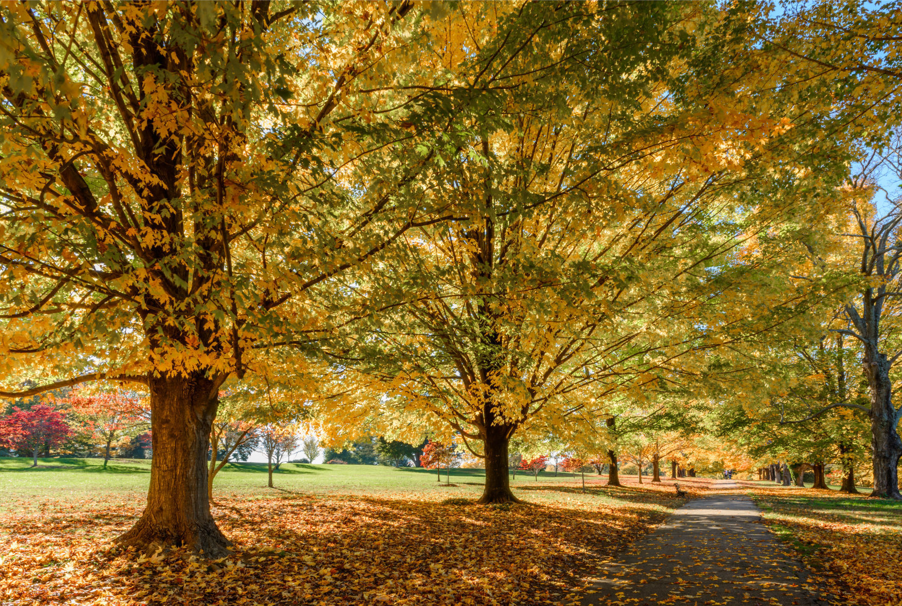 Scenic Trees Category: Golden Leaves Photographed by Linda Schmiel of Midlothian